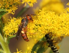 Cerceris bicornuta