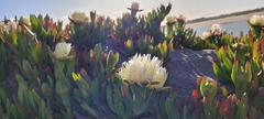 Carpobrotus edulis