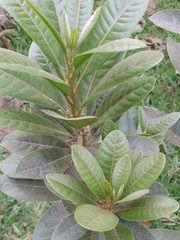 Pouteria lucuma