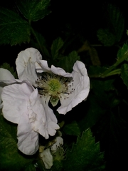 Rubus rosifolius