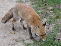 Vulpes vulpes