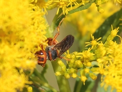 Cerceris bicornuta