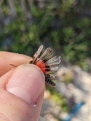 Acrotylus