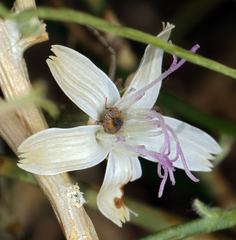 Stephanomeria pauciflora