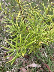 Persoonia mollis