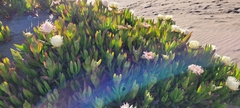 Carpobrotus edulis