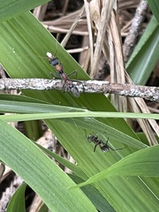Myrmecia nigrocincta