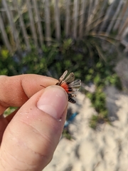 Acrotylus