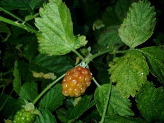 Rubus rosifolius