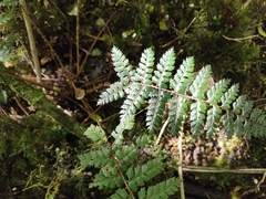 Polystichum vestitum