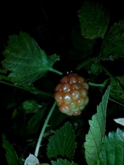 Rubus rosifolius