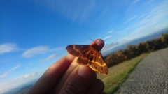 Lemonia dumi