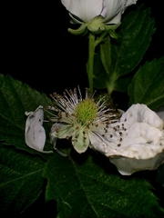 Rubus rosifolius