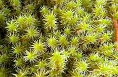 Racomitrium