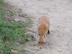 Vulpes vulpes