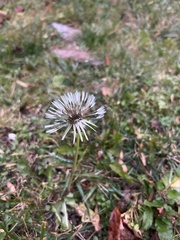Taraxacum