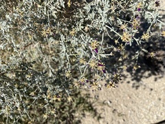 Psorothamnus emoryi emoryi