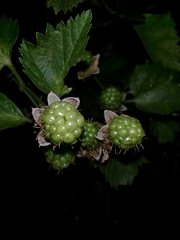Rubus rosifolius