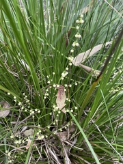 Lomandra laxa