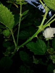 Rubus rosifolius