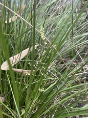 Lomandra laxa