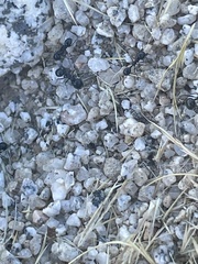 Veromessor pergandei