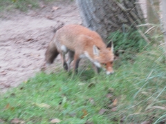 Vulpes vulpes
