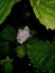 Rubus rosifolius
