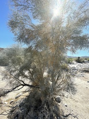 Psorothamnus spinosus