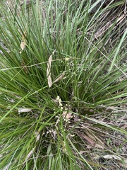 Lomandra laxa