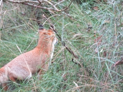 Vulpes vulpes