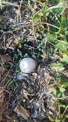 Otala lactea