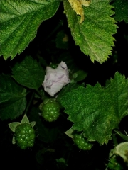 Rubus rosifolius