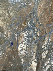 Psorothamnus spinosus