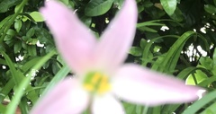 Zephyranthes