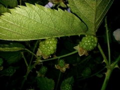 Rubus rosifolius