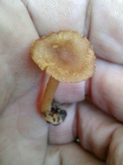 Inocybe