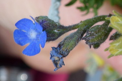 Anchusa