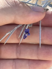 Psorothamnus spinosus