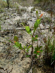 Salix cinerea