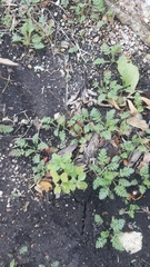 Erodium cicutarium