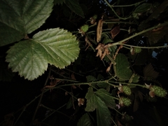 Rubus rosifolius