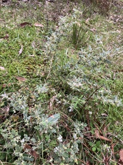 Xanthosia pilosa