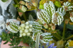 Prangos