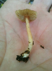 Inocybe