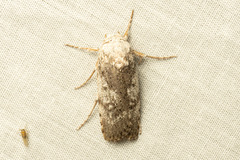 Cryptophasa irrorata