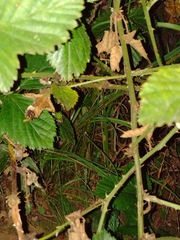 Rubus rosifolius