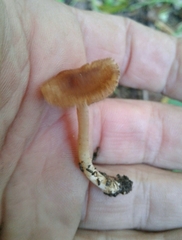 Inocybe