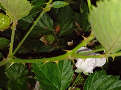 Rubus rosifolius