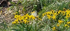 Parnassius clodius
